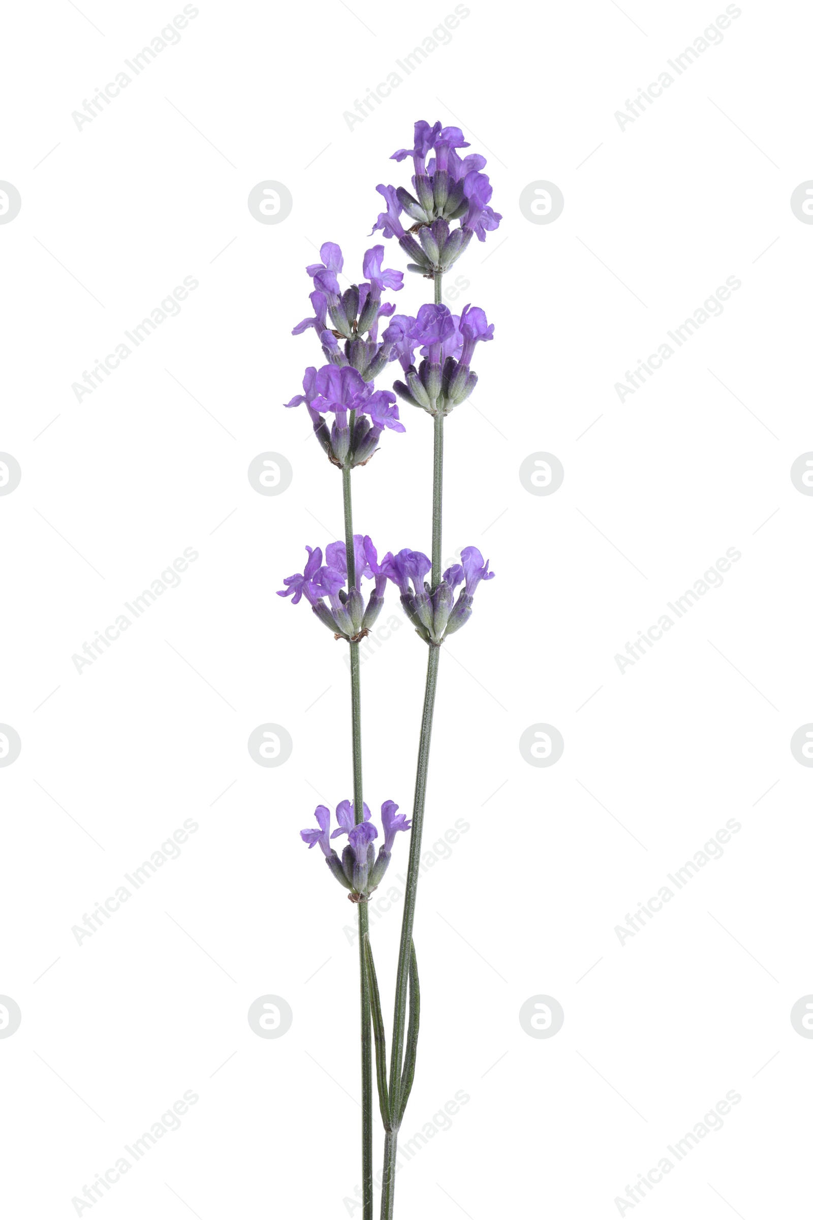 Photo of Beautiful blooming lavender flowers isolated on white