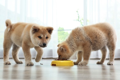 Photo of Adorable Akita Inu puppies eating food from bowl at home