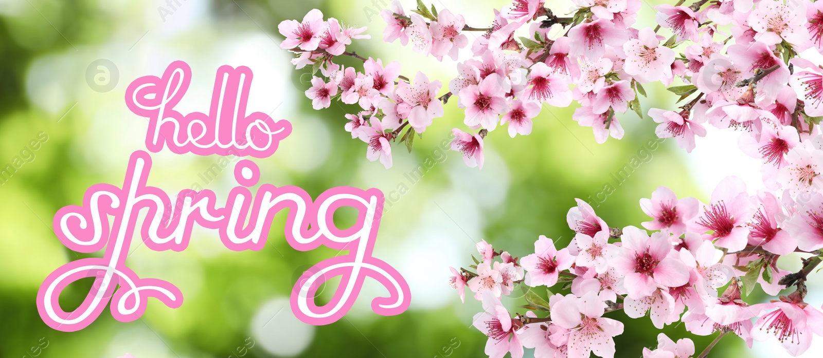 Image of Hello Spring. Tree branches with beautiful flowers outdoors, banner design