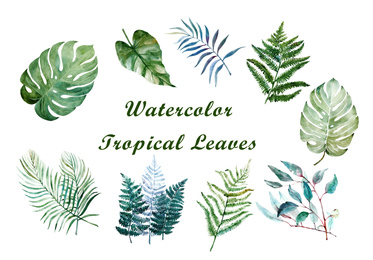 Set of watercolor tropical leaves on white background 