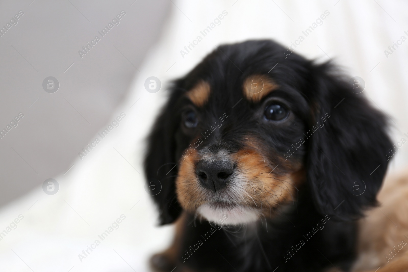 Photo of Cute English Cocker Spaniel puppy on blurred background. Space for text