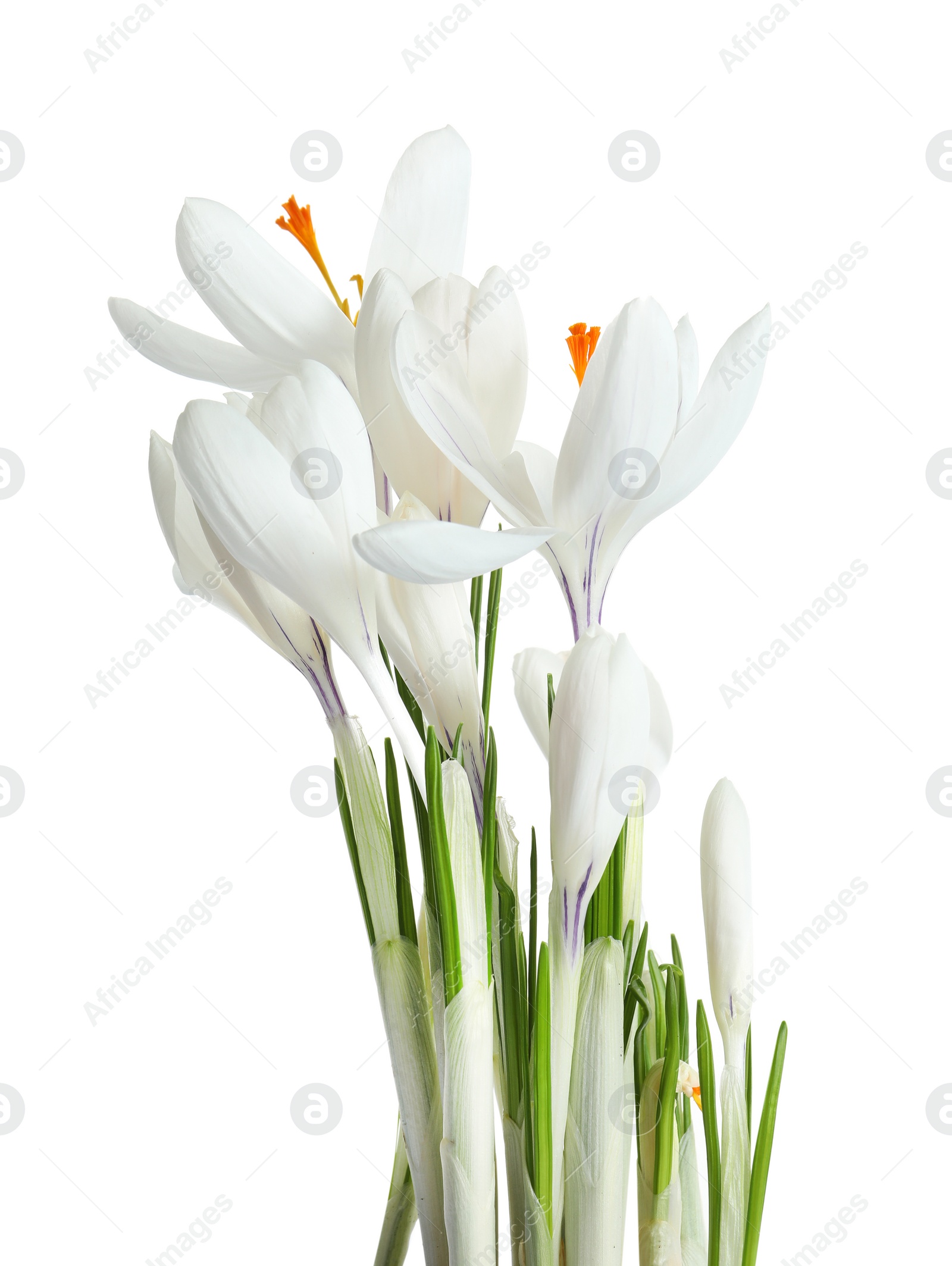 Photo of Beautiful spring crocus flowers on white background