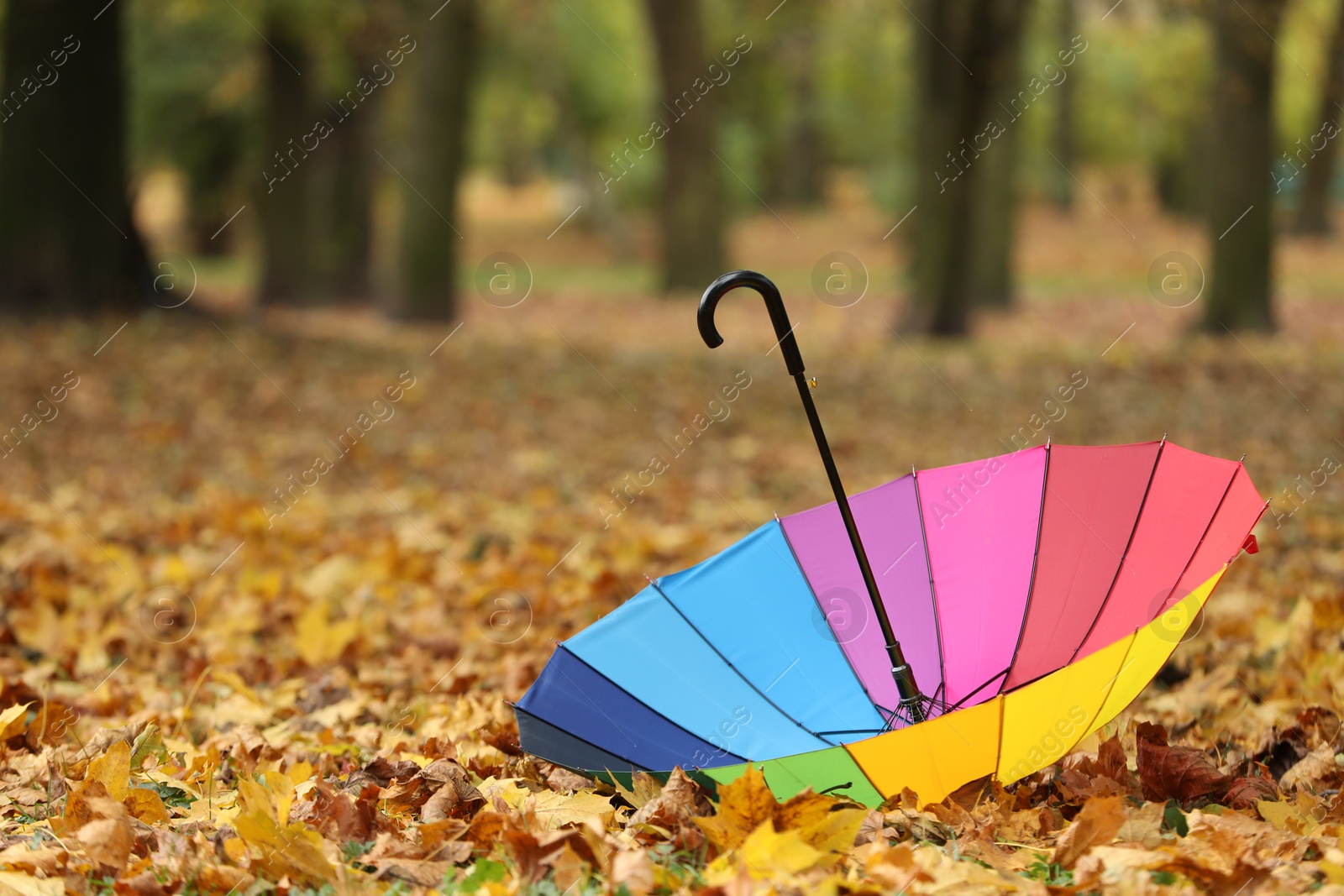 Photo of Open rainbow umbrella on fallen leaves in autumn park, space for text