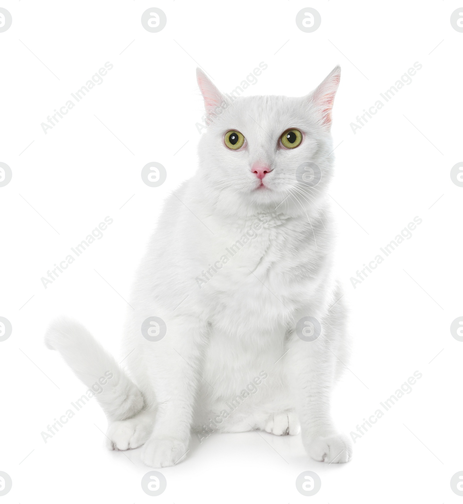 Photo of Cute cat on white background. Fluffy pet