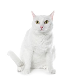 Photo of Cute cat on white background. Fluffy pet