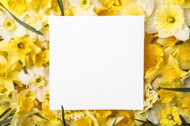 Card with space for text on beautiful daffodils, top view. Fresh spring flowers