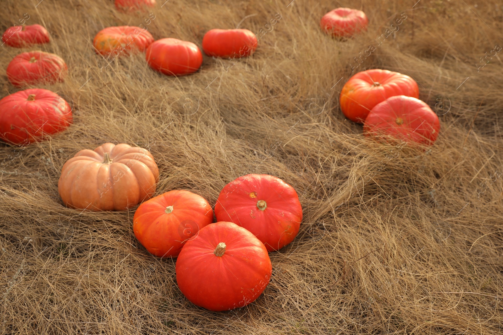 Photo of Ripe orange pumpkins among dry grass in field