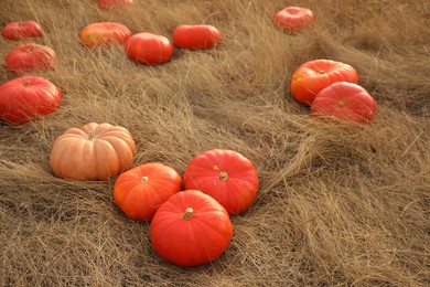 Ripe orange pumpkins among dry grass in field