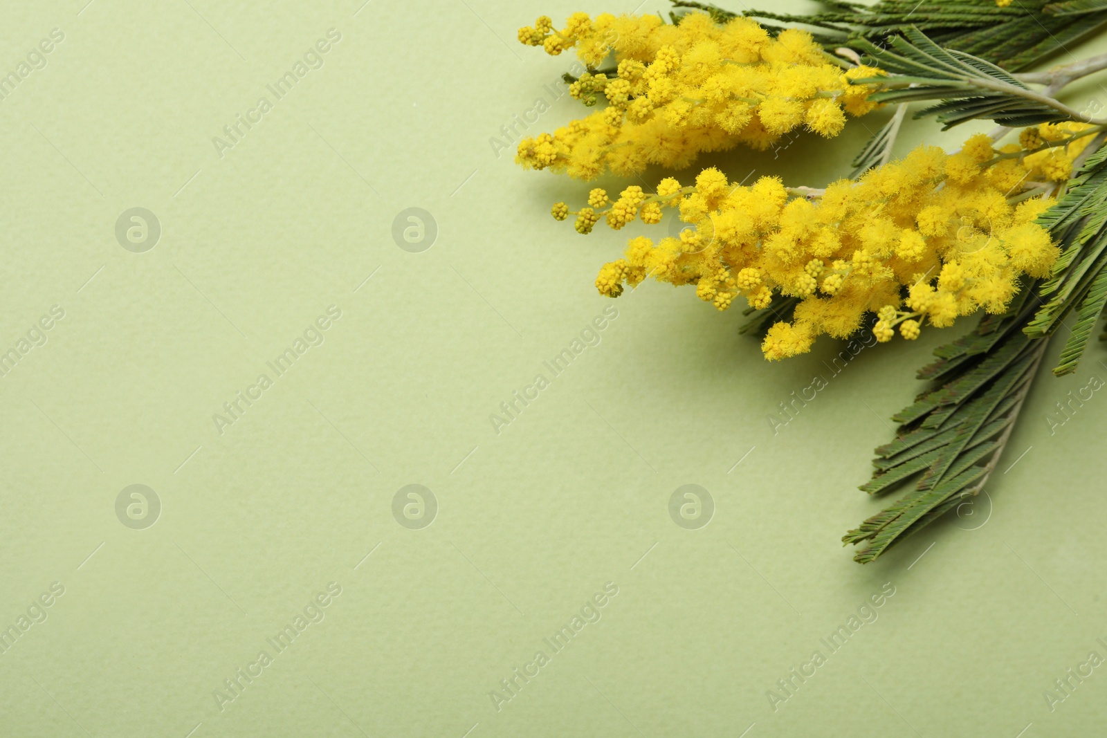 Photo of Beautiful mimosa flowers on green background, flat lay. Space for text