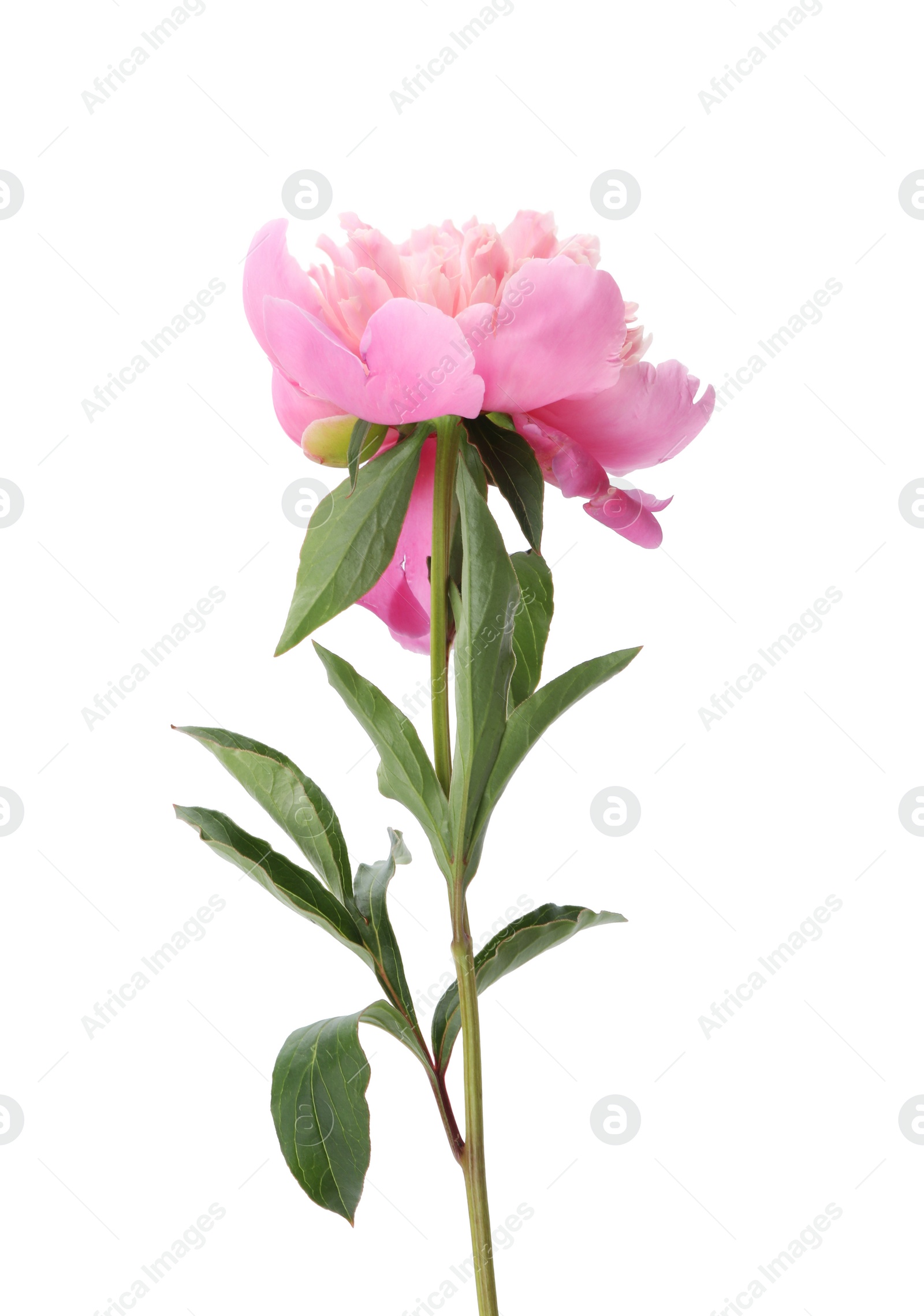 Photo of Beautiful pink peony flower isolated on white