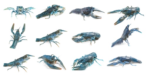 Image of Set of blue crayfishes isolated on white. Banner design 