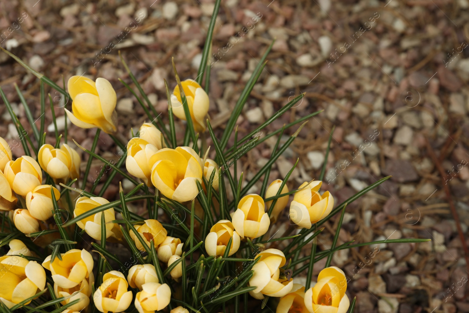 Photo of Beautiful yellow crocus flowers growing in garden, above view