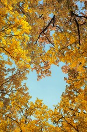 Light blue sky visible through heart shaped gap formed of autumn trees crowns, bottom view