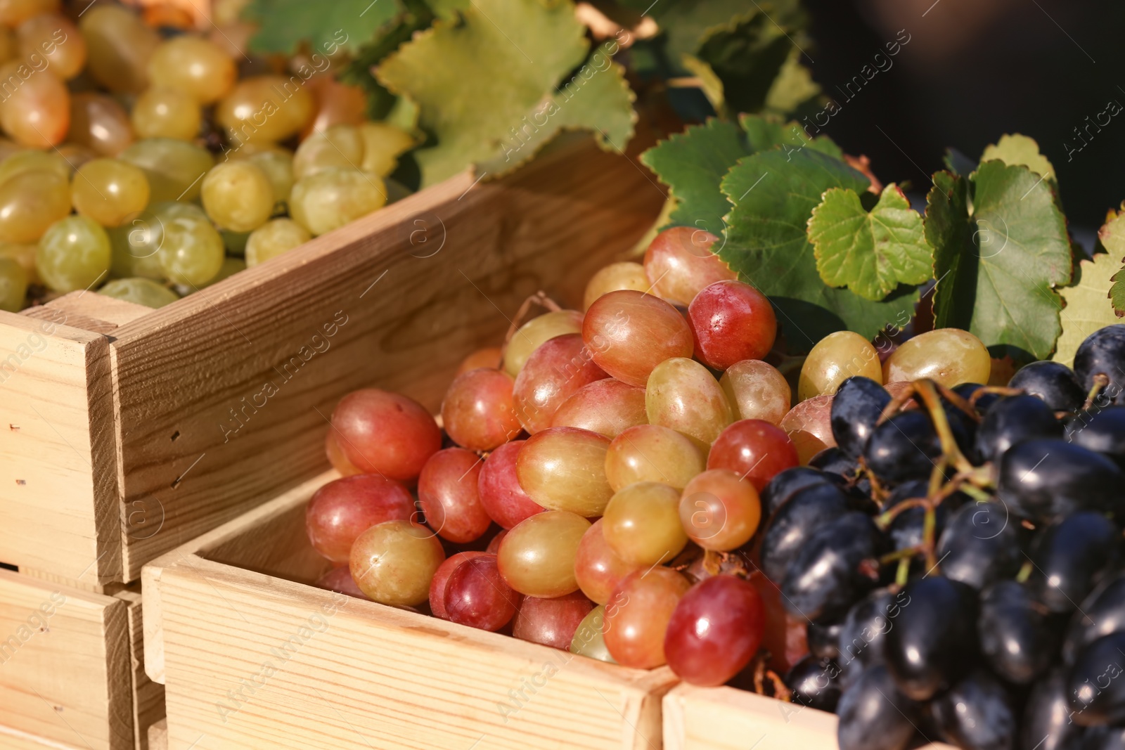 Photo of Fresh ripe juicy grapes in wooden crates, closeup