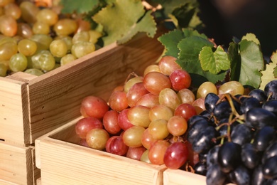 Photo of Fresh ripe juicy grapes in wooden crates, closeup