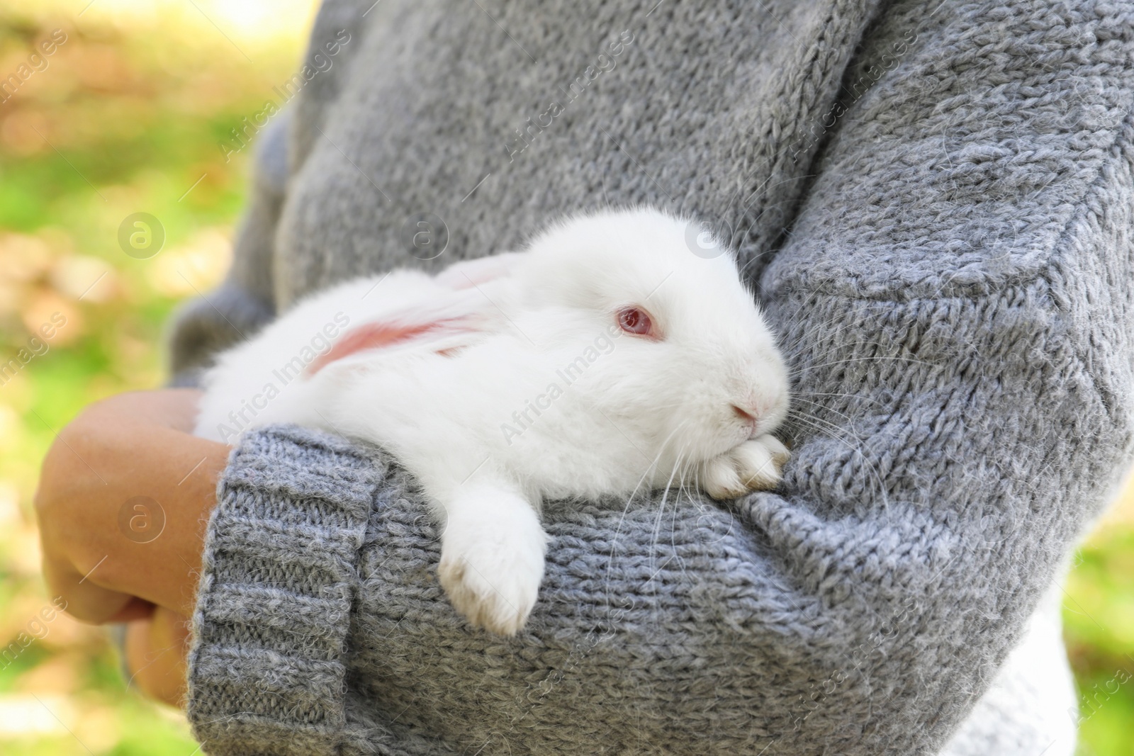 Photo of Woman holding cute white rabbit outdoors, closeup