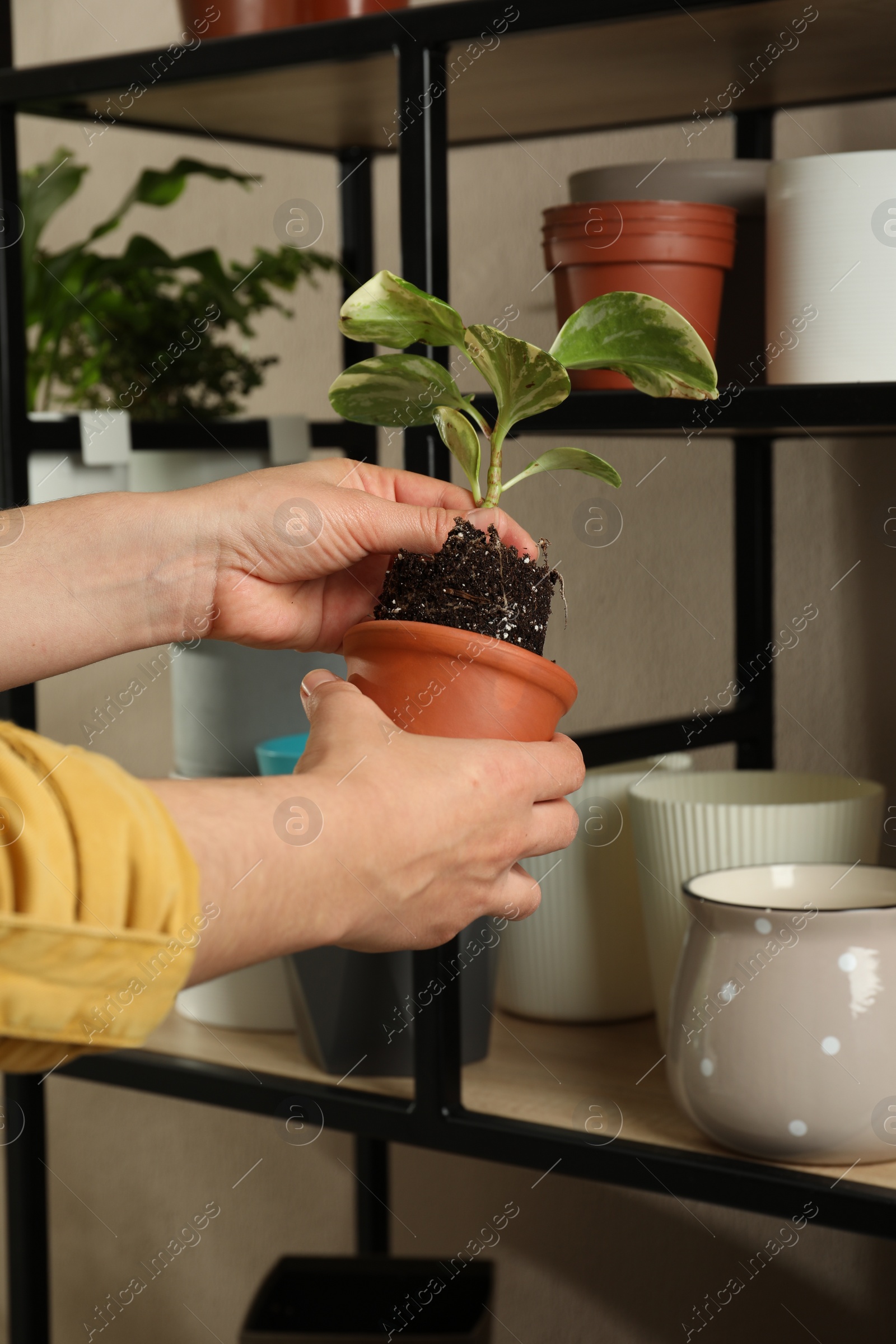 Photo of Woman transplanting beautiful houseplant into new pot indoors, closeup