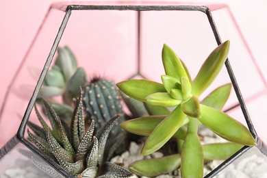 Glass florarium with different succulents on color background, closeup