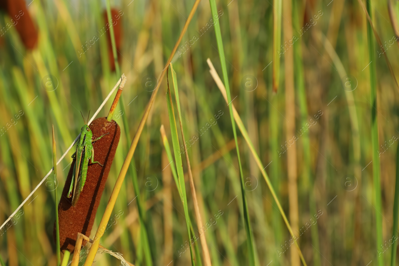 Photo of Grass hopper sitting on beautiful reed outdoors