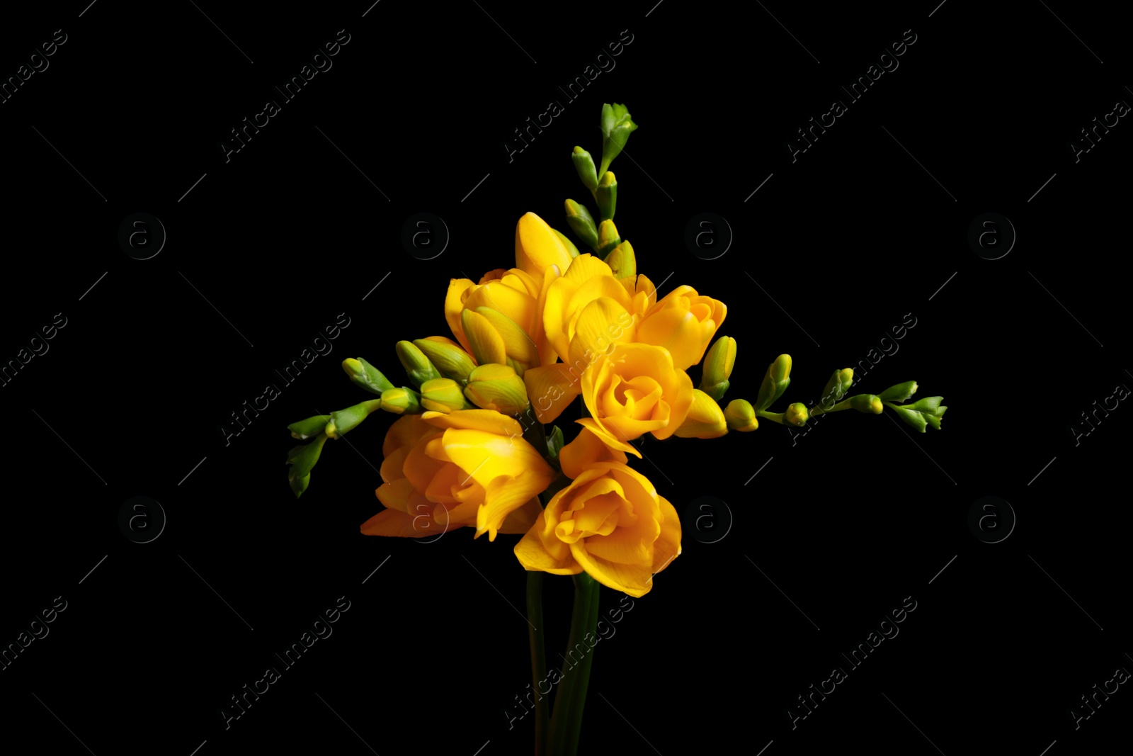 Photo of Beautiful yellow freesia flowers on black background