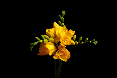 Beautiful yellow freesia flowers on black background