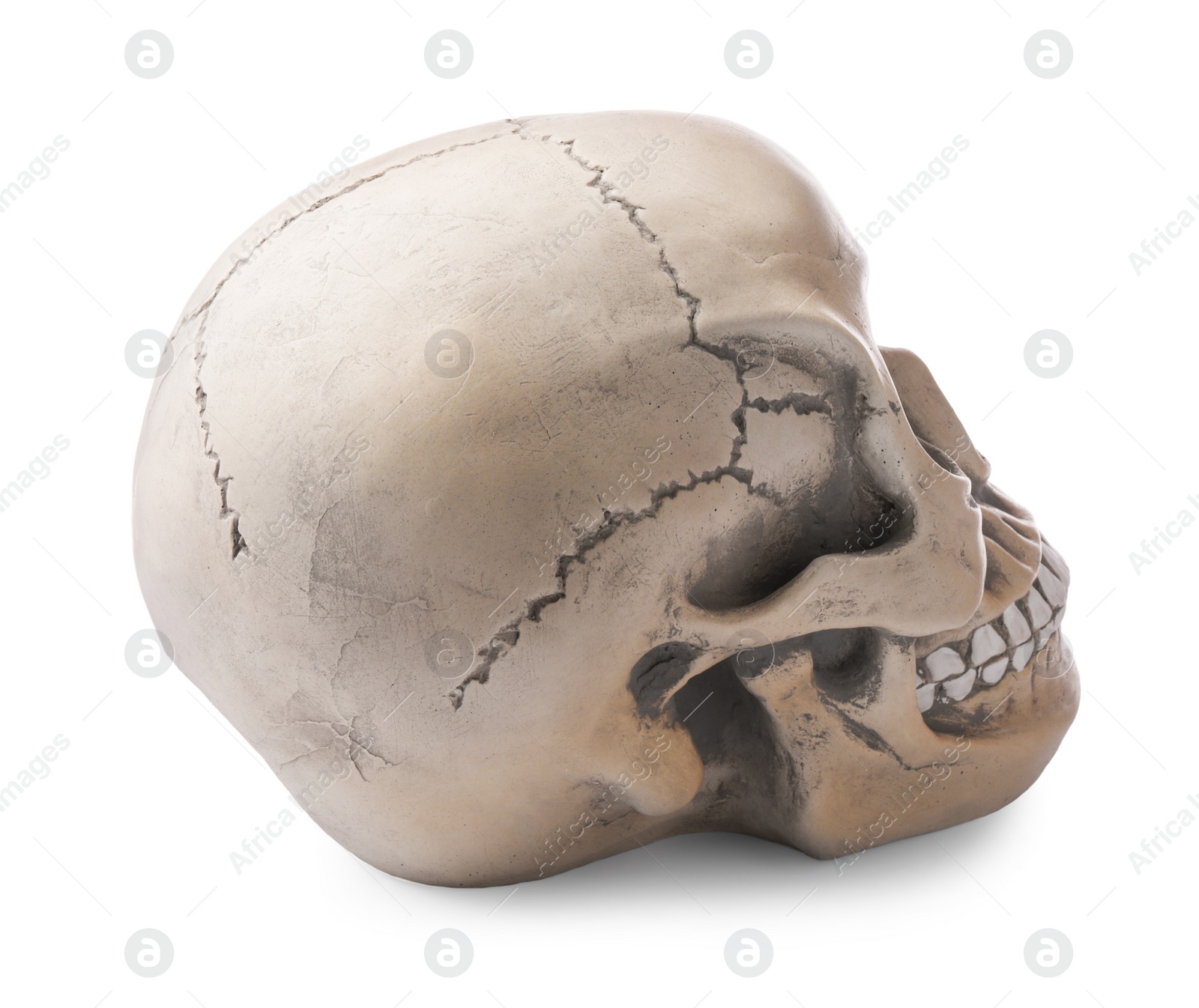 Photo of Human skull with teeth isolated on white