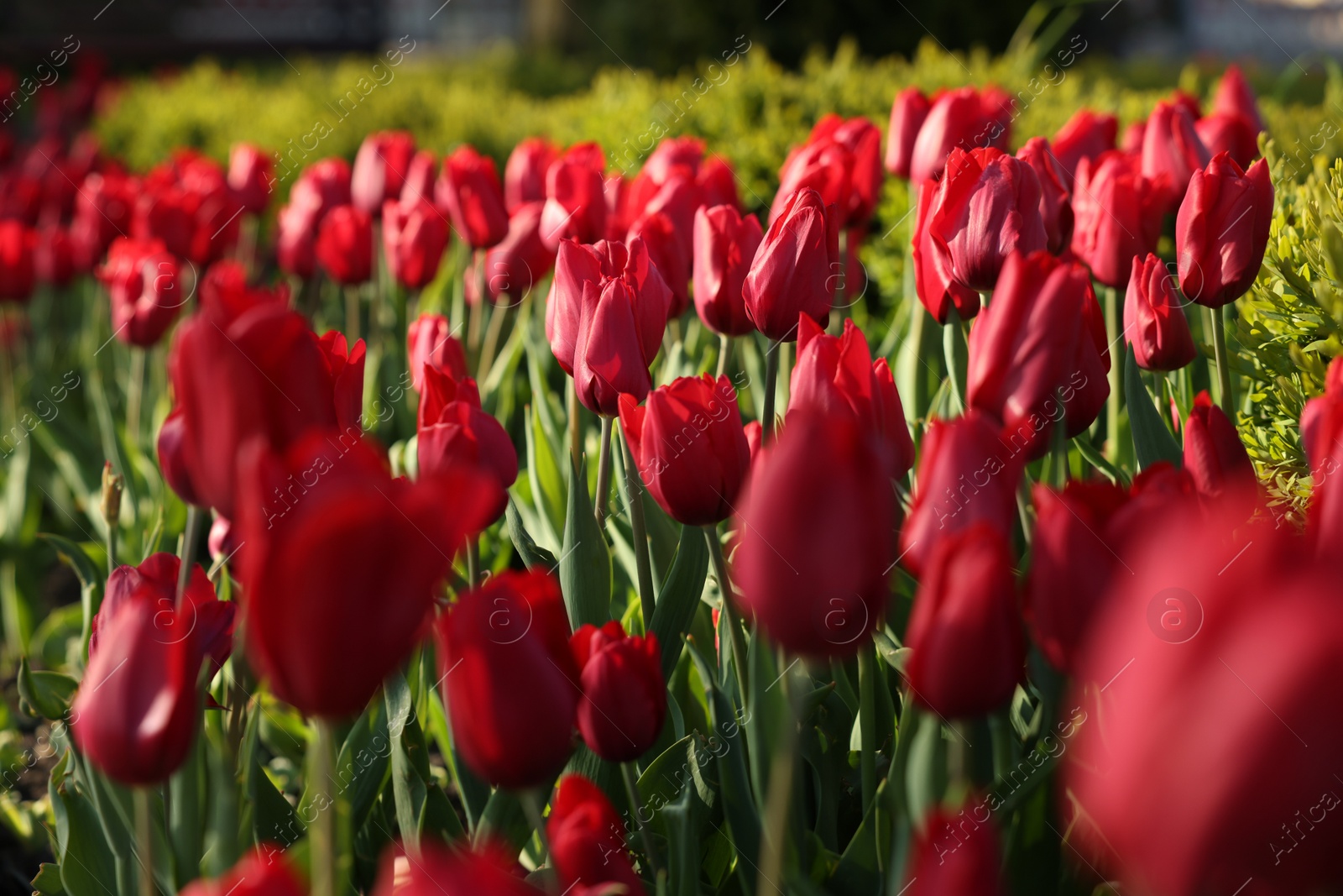 Photo of Beautiful red tulips growing outdoors on sunny day