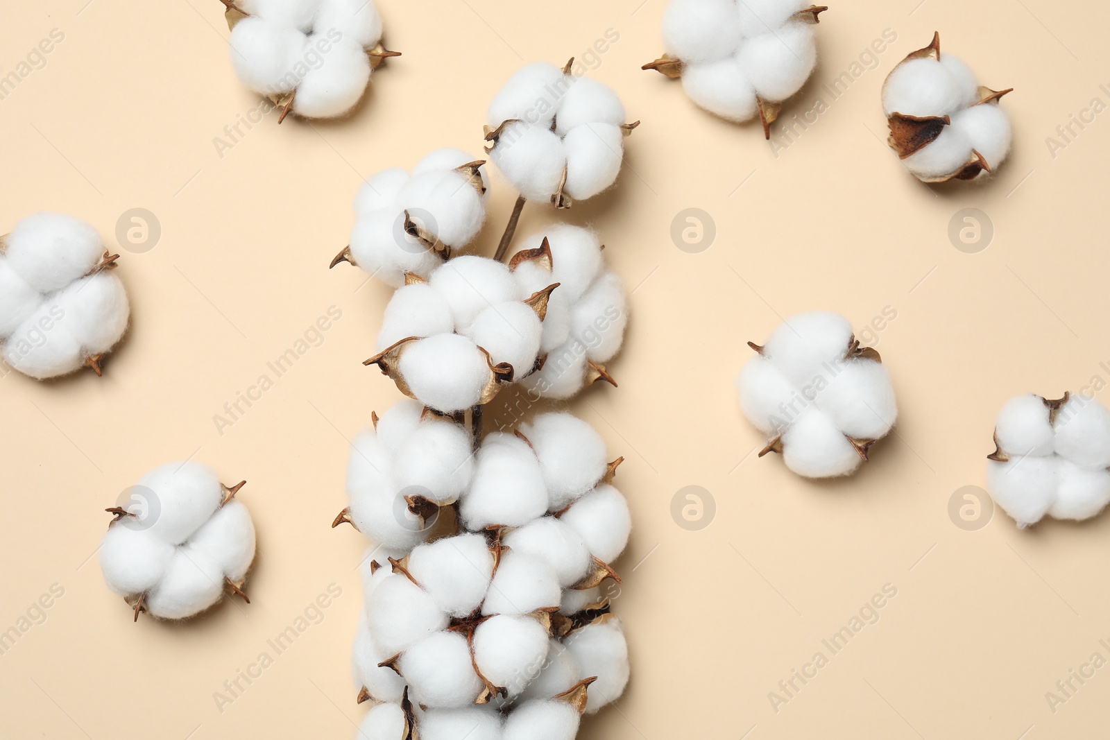 Photo of Beautiful cotton branch with fluffy flowers on beige background, flat lay