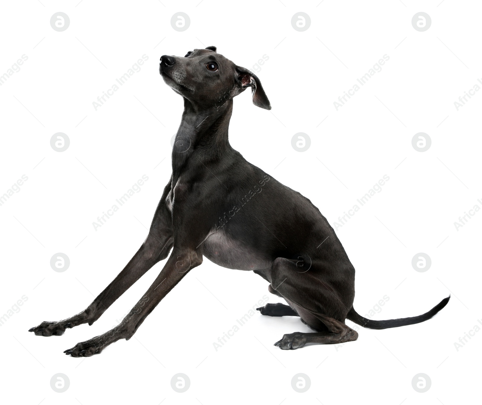 Photo of Cute Italian Greyhound dog on white background