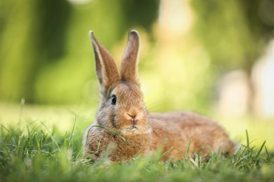 Cute fluffy rabbit on green grass outdoors