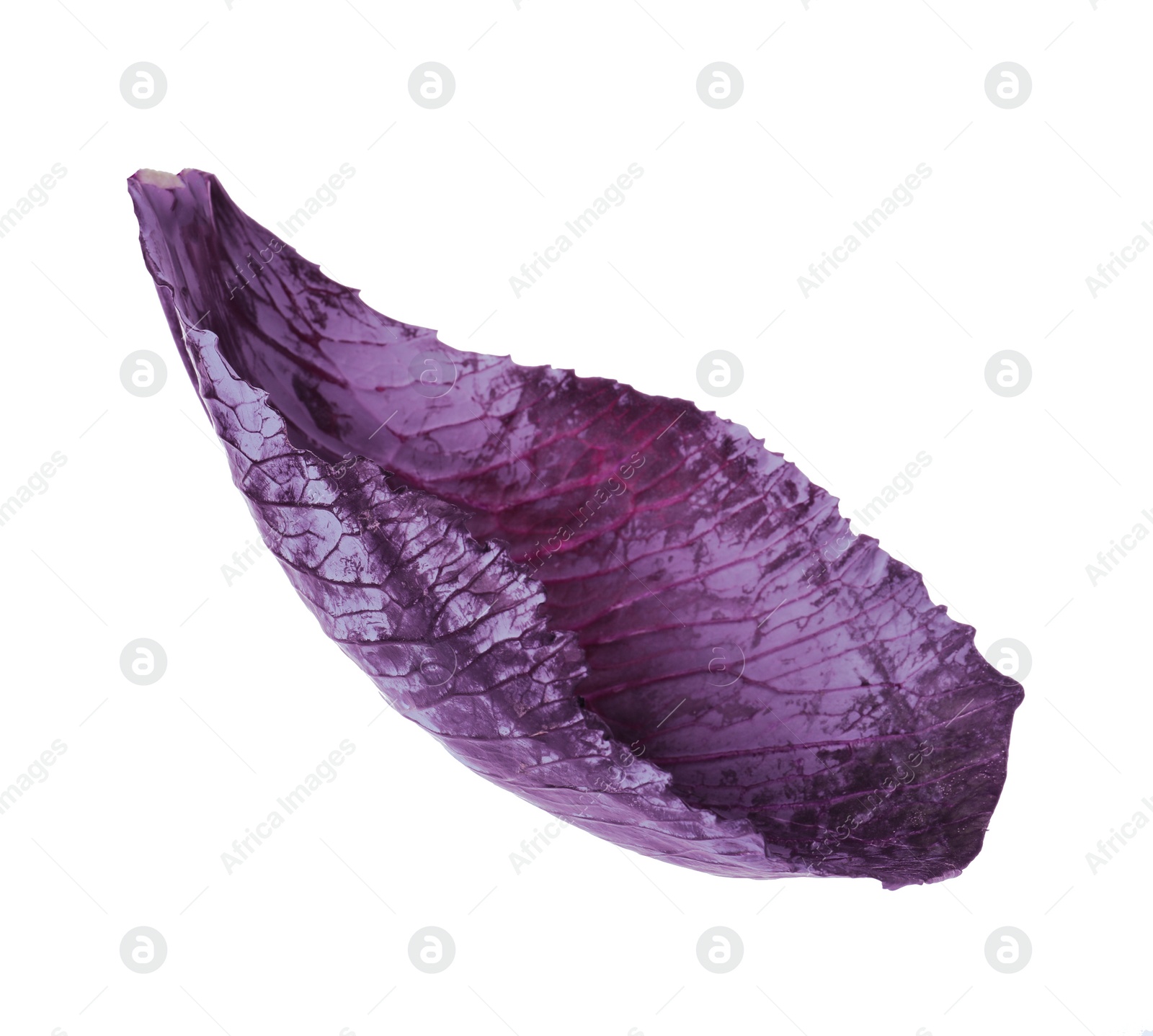 Photo of Fresh red cabbage leaf isolated on white