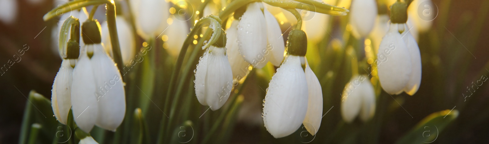 Image of Closeup view of beautiful snowdrops growing outdoors, banner design. First spring flowers