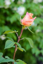 Photo of Beautiful pink rose growing outdoors, closeup view