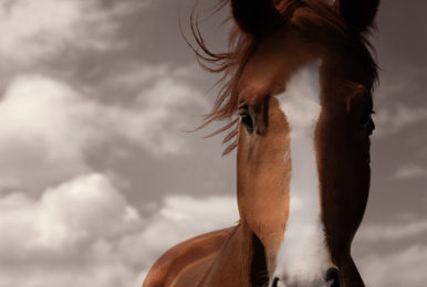 Image of Chestnut pet horse and clouds, closeup view
