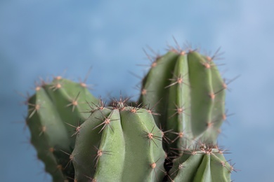 Beautiful cactus on color background