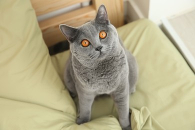 Adorable grey British Shorthair cat on bed, above view