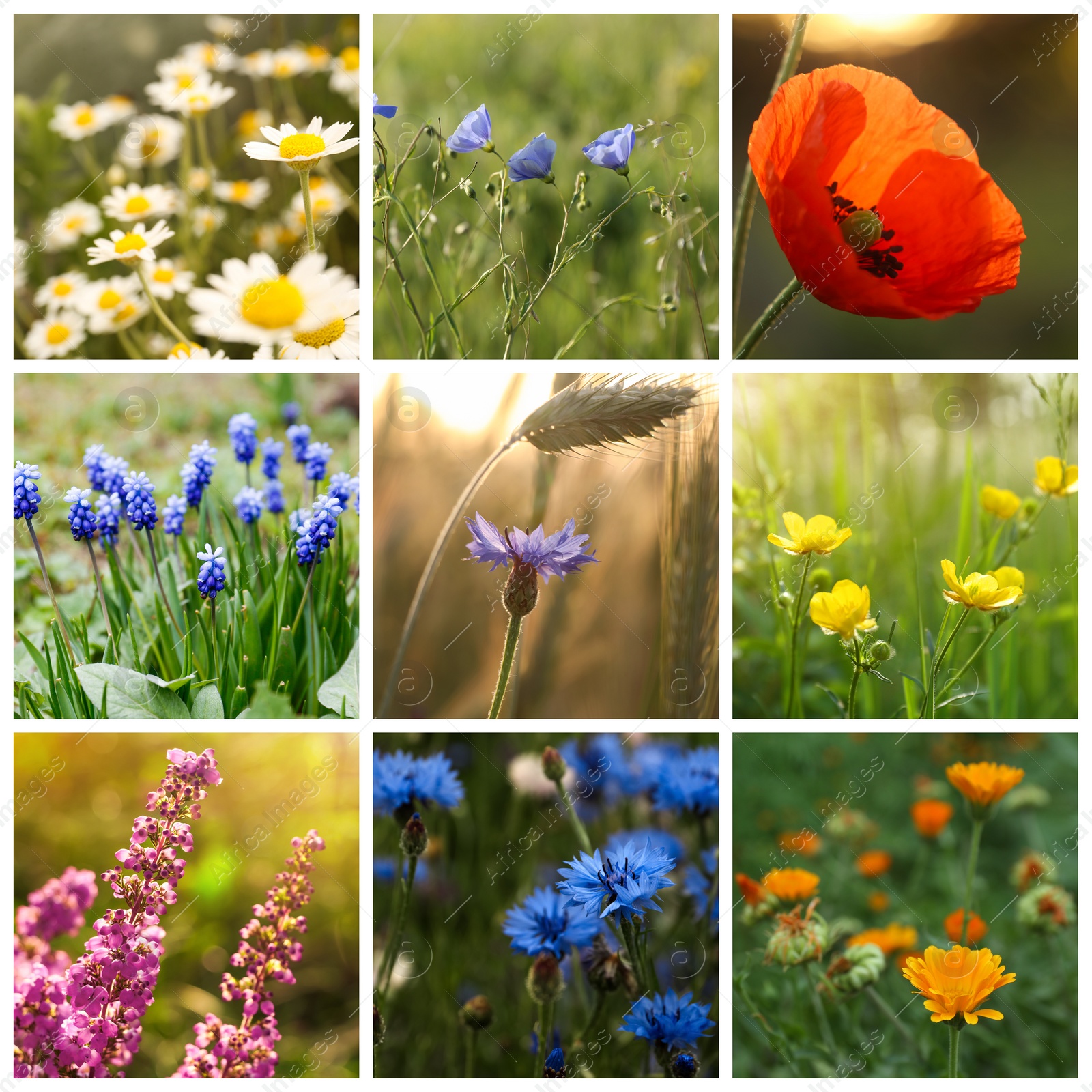 Image of Collage with photos of different beautiful wild flowers growing in meadow