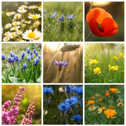 Image of Collage with photos of different beautiful wild flowers growing in meadow