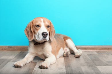 Photo of Cute Beagle dog lying on floor against color wall