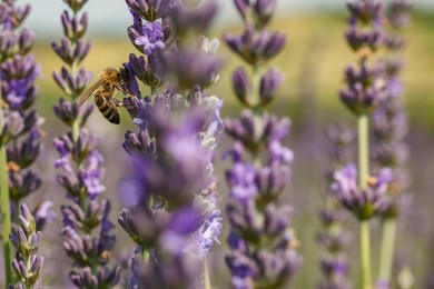 Photo of Honeybee collecting nectar from beautiful lavender flower outdoors, closeup. Space for text