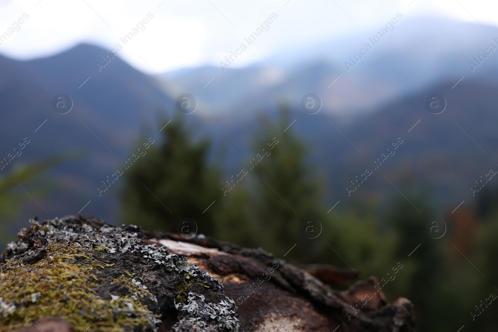 Photo of Tree bark with moss in mountains, closeup. Space for text