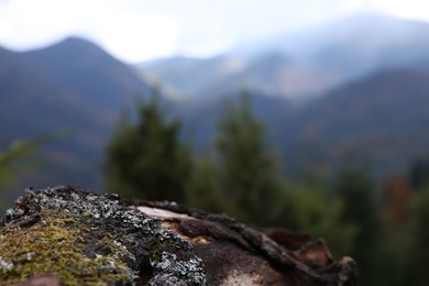 Tree bark with moss in mountains, closeup. Space for text