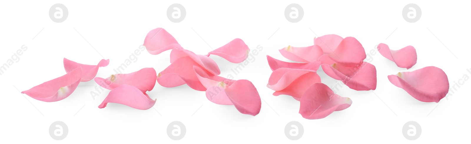 Photo of Beautiful pink rose flower petals on white background