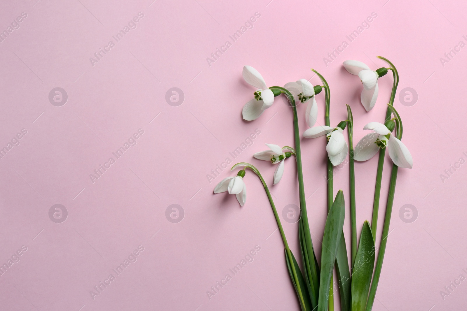 Photo of Beautiful snowdrops on pink background, flat lay. Space for text