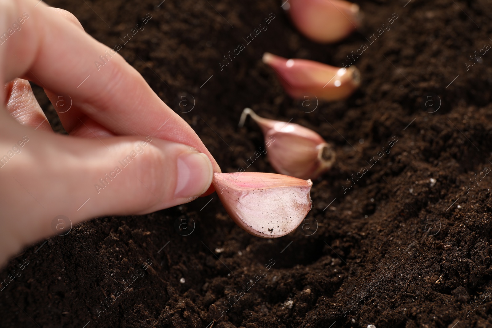 Photo of Woman planting garlic cloves into fertile soil, closeup