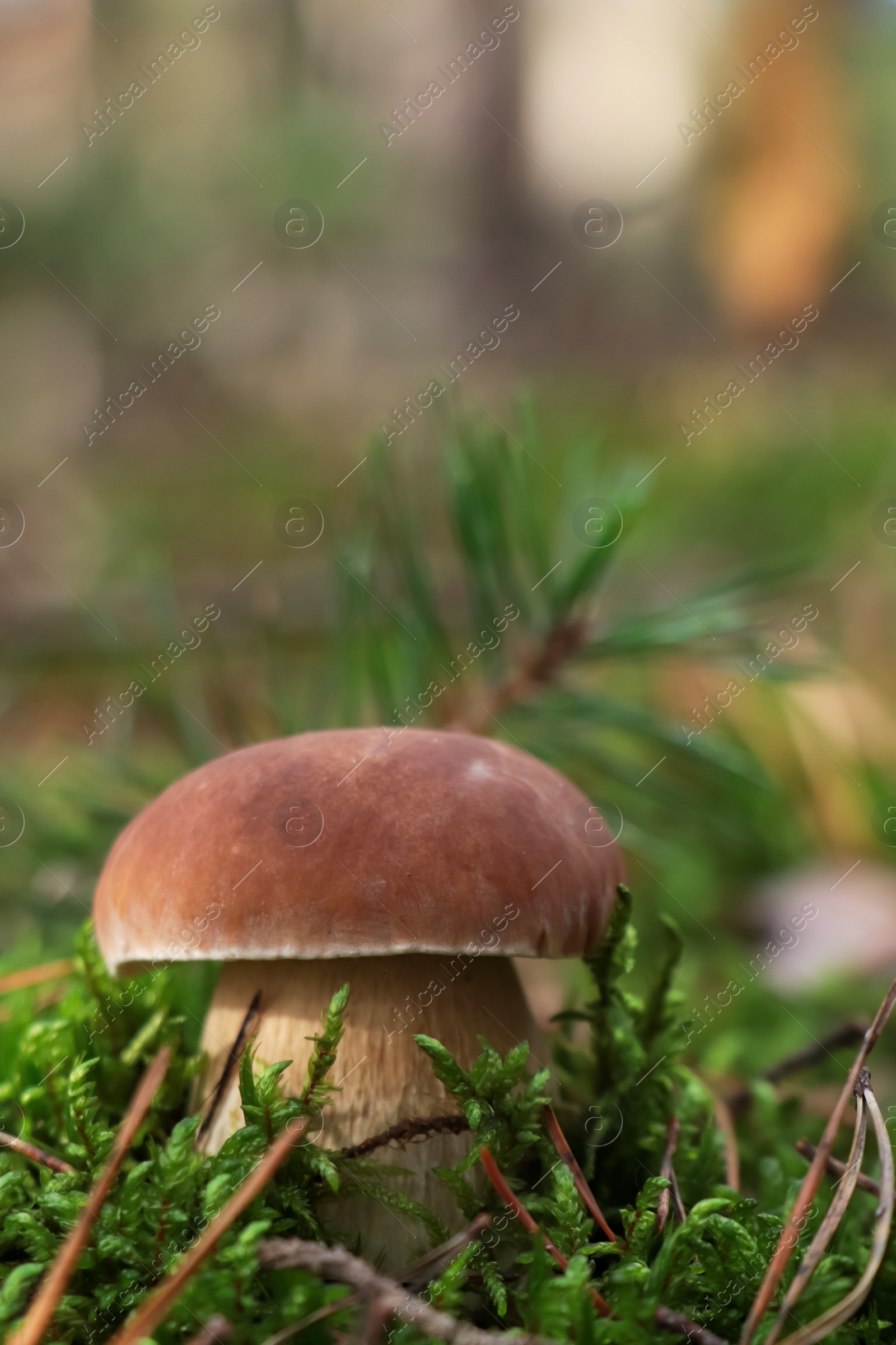 Photo of Porcini mushroom growing in forest, closeup view