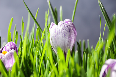 Photo of Fresh green grass and crocus flowers with dew, closeup. Spring season