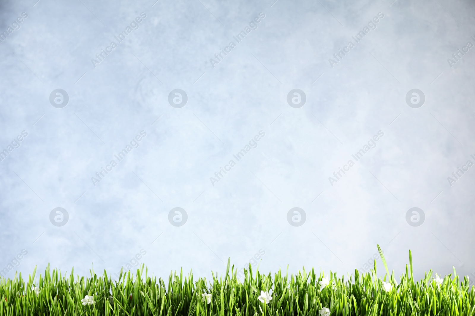 Photo of Fresh green grass and white flowers on light background, space for text. Spring season