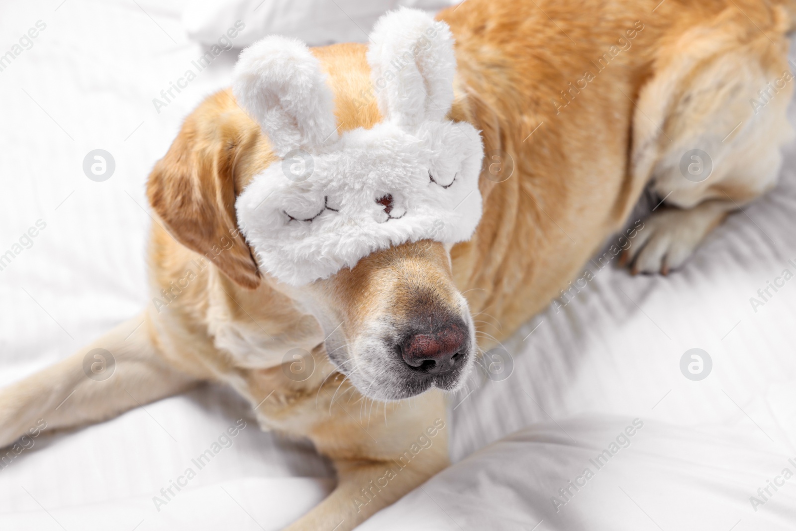 Photo of Cute Labrador Retriever with sleep mask resting on bed