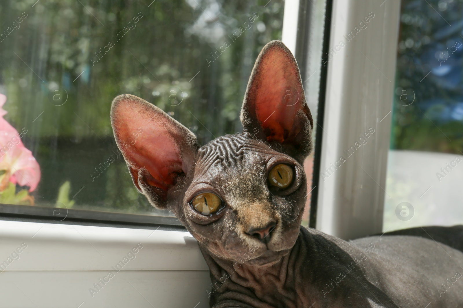 Photo of Adorable black Sphinx cat lying on windowsill indoors, closeup